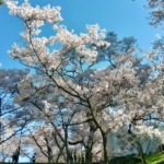 ブログを初めて書いた内川です。(お花見編)